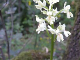 23_orchis_provincialis